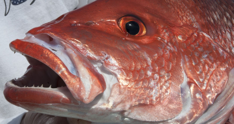 Fisherman’s Corner: Red Snapper Season kicks off & tensions are still high!